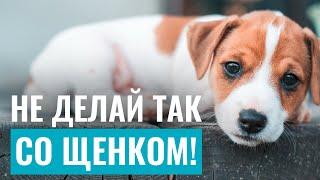 НЕ ДЕЛАЙТЕ ЭТОГО СО ЩЕНКОМ! Дрессировка щенка: 10 критических ошибок в воспитании собаки!