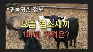 요즘 염소새끼 한마리 가격은? #귀농귀촌 정보