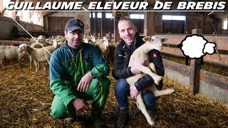  À la FERME de @guillaumeeleveurdebrebis  ! 