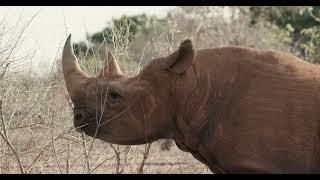 Orphaned Black Rhino Apollo | Sheldrick Trust