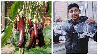 Seeds Starting - How To Grow Brinjal (Eggplant) Ep 1