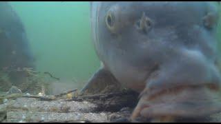 Amazing close-up footage: carp taking bait underwater