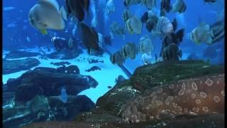 Dive with the Gentle Giants - Georgia Aquarium Dive, MIT Scuba Club