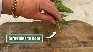 Tricky Perennials To Propagate | Salvia, Verbena, Lamium etc Plants With Hollow Stems