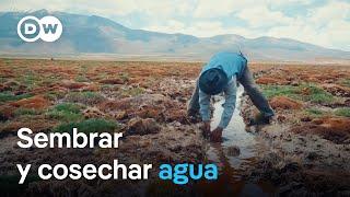 Bofedales en Atacama: saber ancestral para la seguridad hídrica