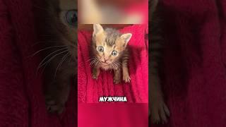 Вышел в магазин и нашел милого котёнка  #животные #милыеживотные