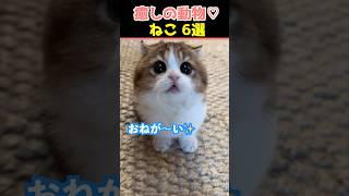 【癒しの猫】SNSでバズった動物かわいいネコ動画６選！【Healing Cats】６ Adorable Cat Videos That Went Viral on Social Media!