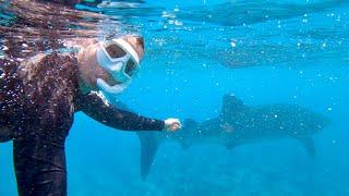 [SUB] Maldives Whale Shark Tour VLOG | Angsana Velavaru Maldives