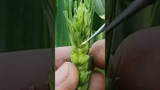 Emasculation in wheat #lecture #jitendrasir#plantbreeding