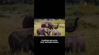 Emotional Giants- The Speaking Tree ET