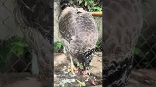 #Hawk #Eagle #Owl #Wildlife #Animal #EagleHawkOwl hawk vs snake, Owl vs snake fight, Eagle Vs Snake,