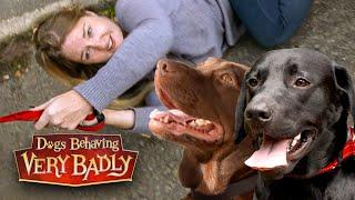 Out of Control Labradors Put Their Owner in Real Danger | Dogs Behaving Very Badly