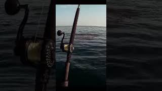 Shark, RAK, UAE, fishing, casting, trolling, merry fisher, merry fisher 855, Dubai