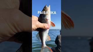 Рыбалка на окуня. Ловим на спиннинг золотую рыбу #tour #fish #fishing #окунь #туризм #рыба