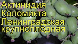 Актинидия аргута Ленинградская крупноплодная. Краткий обзор, описание характеристик