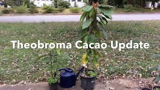 Theobroma cacao October 2017