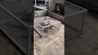 Rural Breeding Life: Outdoor Cage | Chicken vs. Pigeon #petpalsshowcase #rurallife #pigeoncage #cage