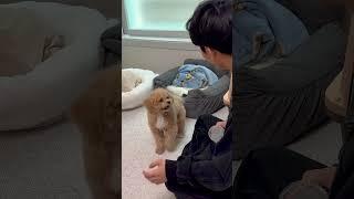장풍 맞고 날아가버리는 강아지 #시트콤