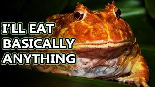 Pacman Frog facts: amphibians with a big bite | Animal Fact Files