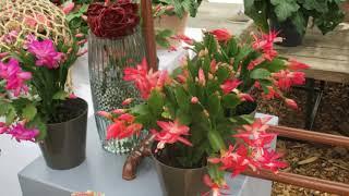 Christmas Cactus  Varieties