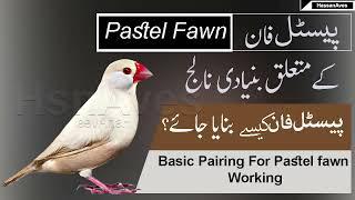 Java Pastel Fawn Combination Working ( Basic Pairing ) Part 1