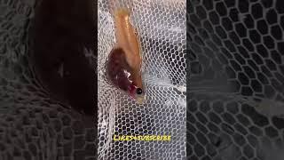 Guppy Giving Birth #shorts#shortsvideo#pets#arowana #cute #puppy