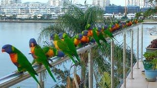 Rainbow Lorikeets Sounds/ On the Balcony #naturesounds