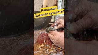 Древнее существо, внутри #минералы #золото #аммонит #трилобит #наутилус #камнемания #окаменелости