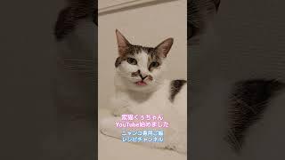 #くぅちゃんクッキング#炊飯器#簡単#猫ご飯#手作り猫ご飯#野良猫#猫#保護猫#ペット#犬#らーめん#ねこ屋食堂#味噌ラーメン#喜多方ラーメン#炒飯#チャーシュー#餃子#カシスオレンジ#みれい