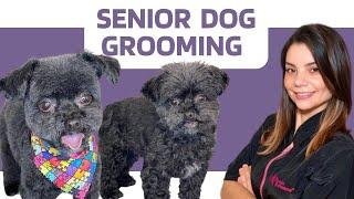 SENIOR DOG GROOMING TUTORIAL - Professional Dog Groomer Tips