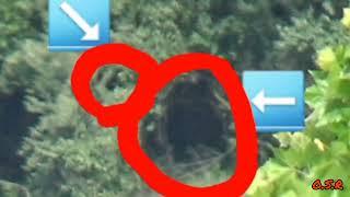 2 possible sasquatch caught on video in wayne national forest