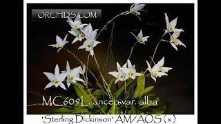 Norman Fang Live!  Episode 86- Growing Laelia anceps Var Alba