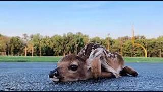 How Fawns Use Camouflage to Survive: The Ultimate Defense Mechanism