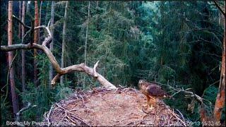 Curious hawk in storks nest/Ястреб - гнездо аиста