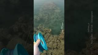 الهامور وراها ..