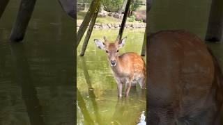 猛暑の中、川に入って涼む鹿さん