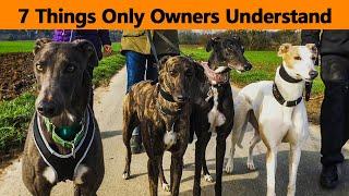 7 Things Only Greyhound Dog Owners Understand