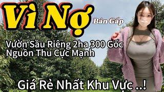 Chủ Kẹt Tiền Bán Gấp Vườn Sầu Riêng Đắk Nông – Giá Rẻ Bất Ngờ, Không Mua Là Tiếc!