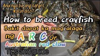 Bakit dapat ka mag alaga ng arc or crayfish, paanu ba alagaan ito at anu ang target natin dito??