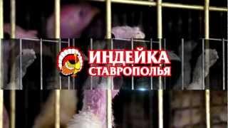 Индейка Ставрополья. Информация о технологии.