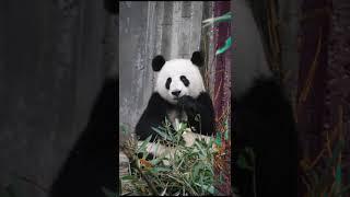 Panda | ADOBE LIGHTROOM | Sk  Creations