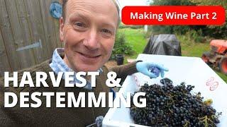 Making Red Wine - Harvest to Destemming.  Part 2 How to make wine