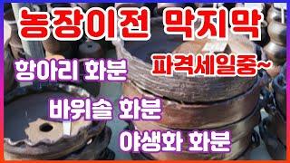 [24/10/13] 농장이전중 항아리 화분 바위솔 화분 야생화화분 파격세일가에 드립니다~