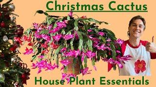 Christmas Cactus Plant Care & Flowering Tips - How to Grow Schlumbergera Successfully