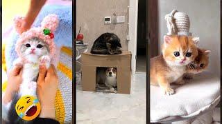 Cat videos  Favorite Friends  #FunnyCats Episode 3155