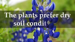 How to Grow Texas Bluebonnet Plants at home