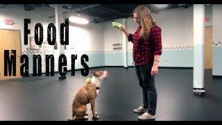 Teach your dog to be CALM around FOOD- Training Tip Tuesday