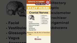 Cranial Nerves