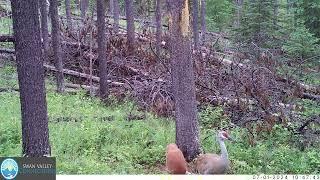 Sandhill Crane and Colt