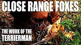 Close-range foxes: the work of the Terrierman